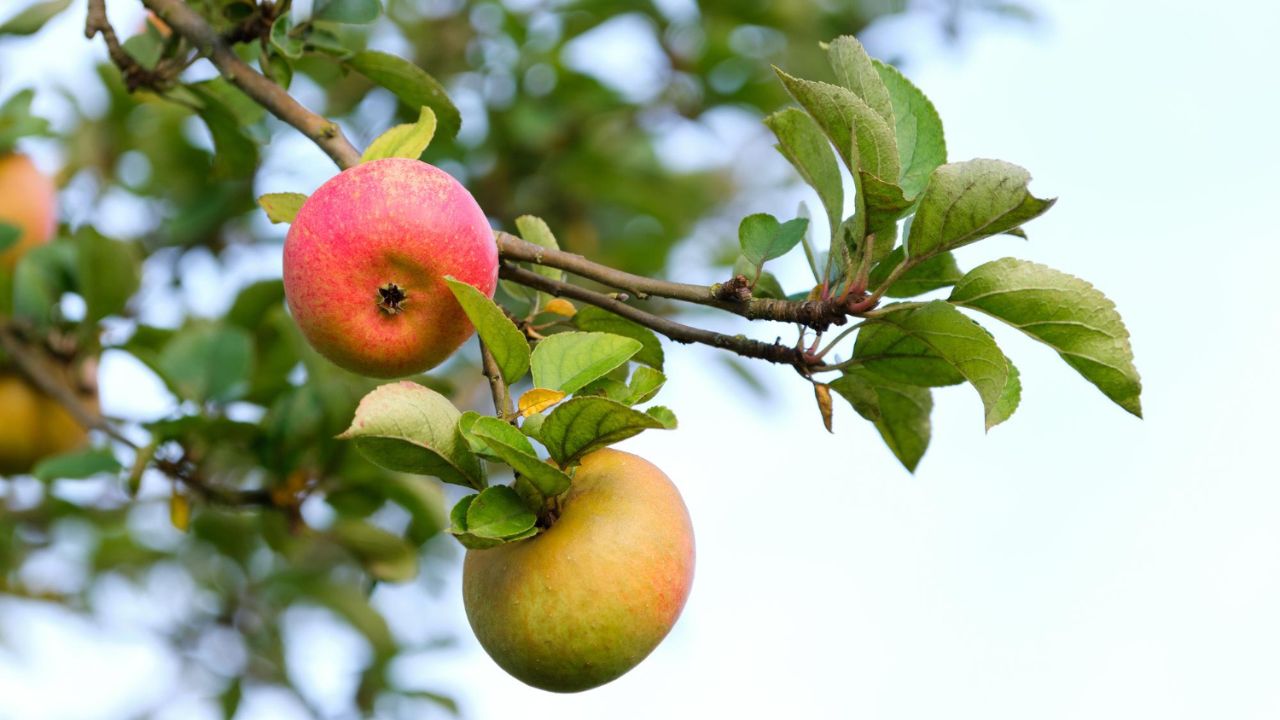 Maçã brasileira projeta salto histórico nas exportações após anos de adversidade climática