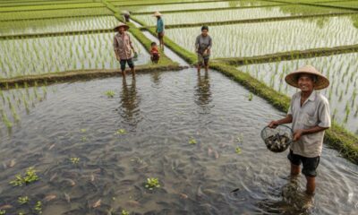Indonésia aposta em peixes nos arrozais para controlar pragas sem agrotóxicos