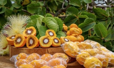 Frutas do Cerrado viram aliadas da indústria de probióticos em alimentos não lácteos