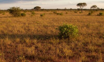 Cerrado guarda plantas centenárias sob o solo, revela estudo científico