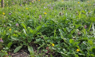 Plantas espontâneas revelam o que o seu solo tenta dizer