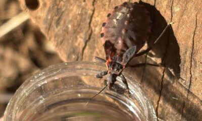 Saúde reforça prevenção contra o bicho-barbeiro e destaca avanço na notificação da doença de Chagas