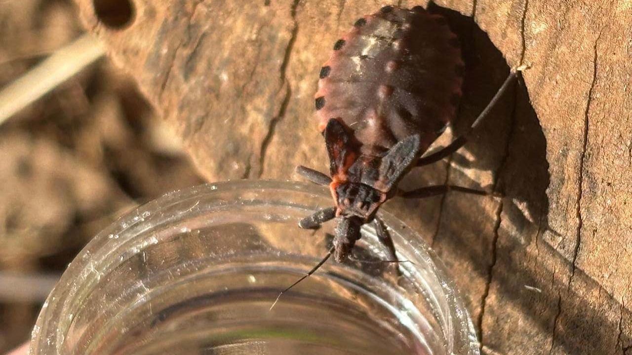 Saúde reforça prevenção contra o bicho-barbeiro e destaca avanço na notificação da doença de Chagas