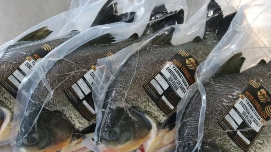 Pele de tambatinga vira embalagem sustentável em pesquisa da Embrapa e USP