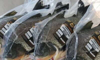 Pele de tambatinga vira embalagem sustentável em pesquisa da Embrapa e USP