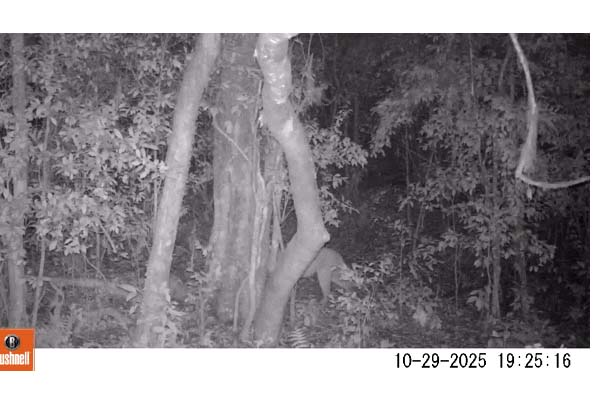 Estudo acadêmico mapeia mamíferos silvestres em áreas protegidas do Paraná