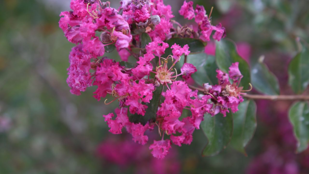 Árvores de Curitiba: quais são as espécies mais comuns e o que define o perfil da arborização viária da cidade