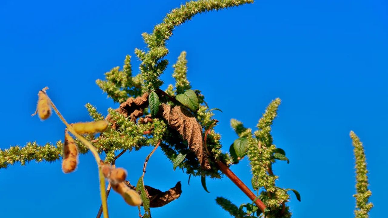 Caruru-palmeri é identificado pela primeira vez em São Paulo e coloca safra sob vigilância