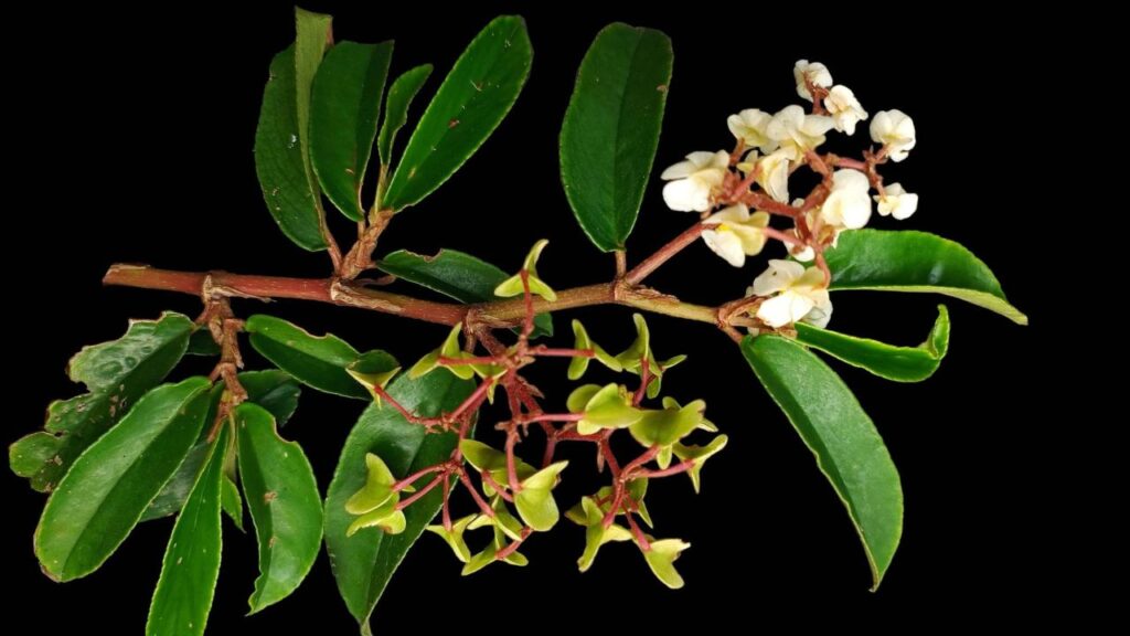 Planta desaparecida há mais de 100 anos é redescoberta no litoral paulista