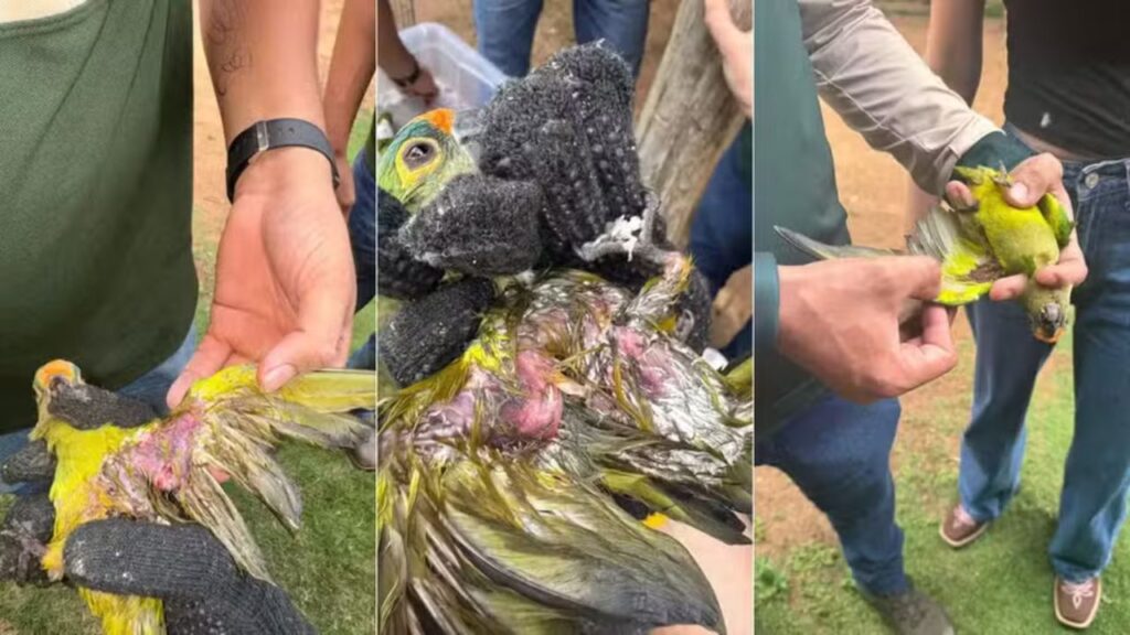 Queda de árvore no Maranhão deixa centenas de periquitos mortos; 16 permanecem em tratamento