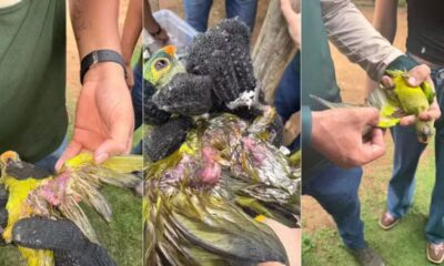 Queda de árvore no Maranhão deixa centenas de periquitos mortos; 16 permanecem em tratamento