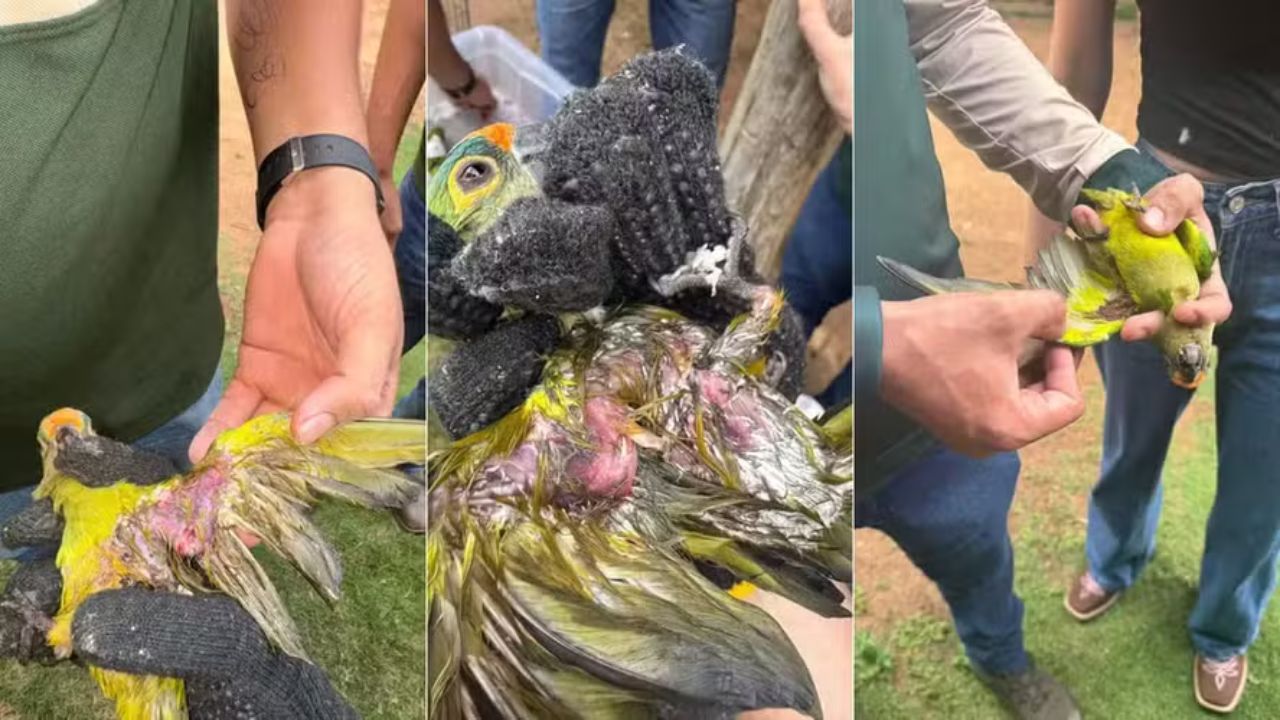 Queda de árvore no Maranhão deixa centenas de periquitos mortos; 16 permanecem em tratamento