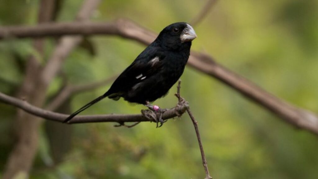 Comércio de pássaros canoros brasileiros passa a ter controle global reforçado