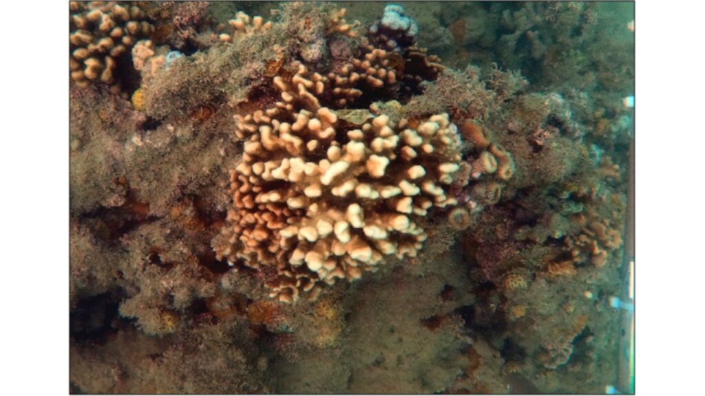 Extinção silenciosa avança nos recifes: corais-de-fogo brasileiros perdem cobertura viva após onda de calor