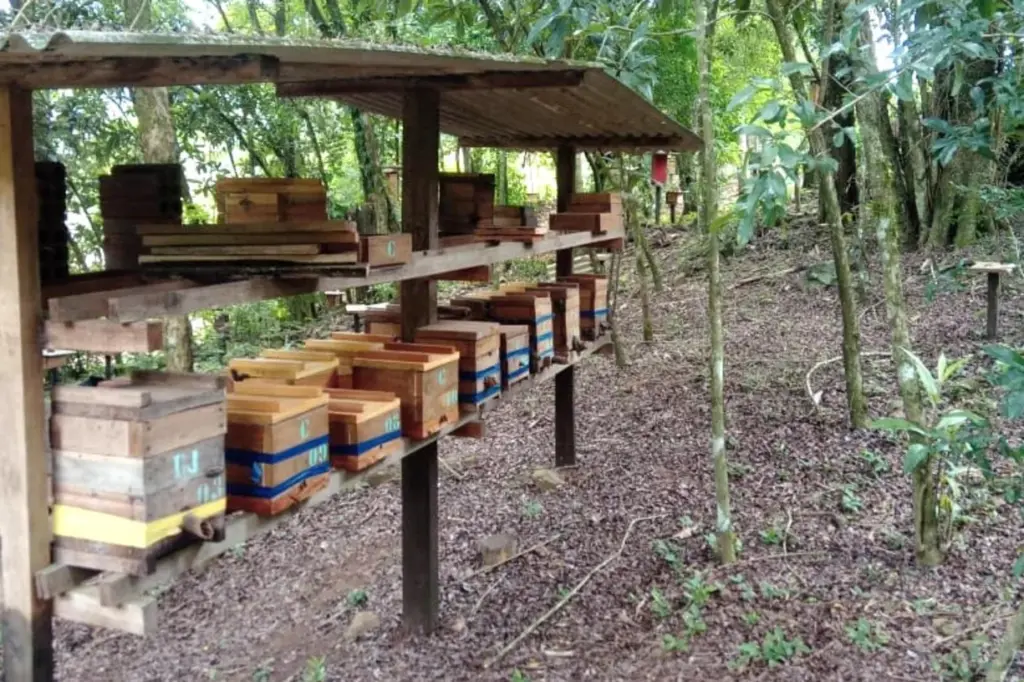 Abelhas sem ferrão: projeto escolar ensina produção de mel e fortalece economia rural