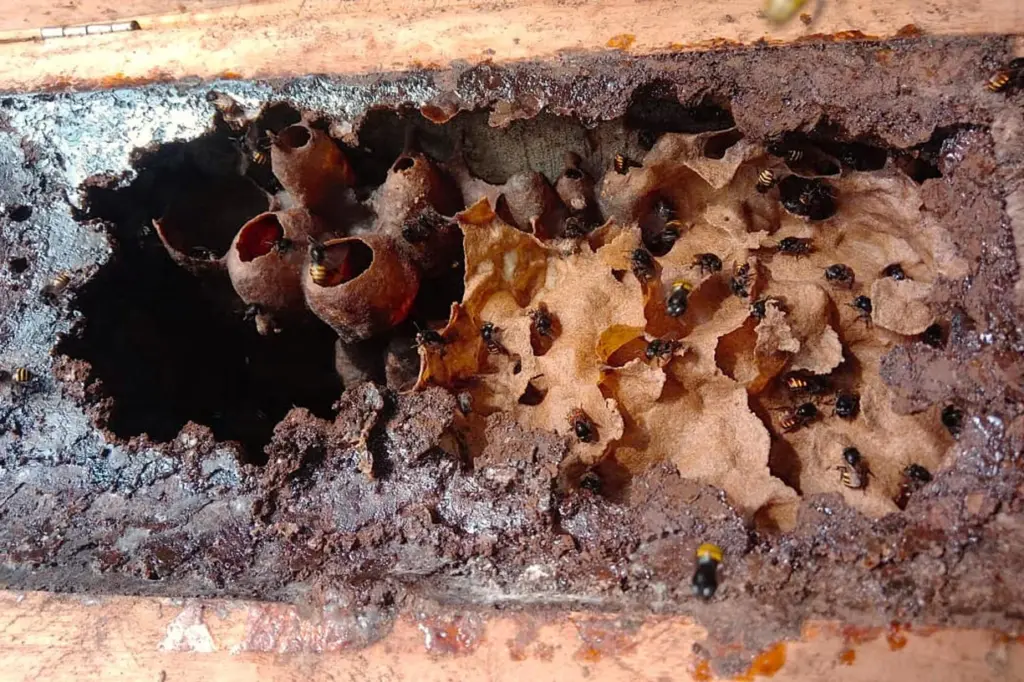 Abelhas sem ferrão: projeto escolar ensina produção de mel e fortalece economia rural