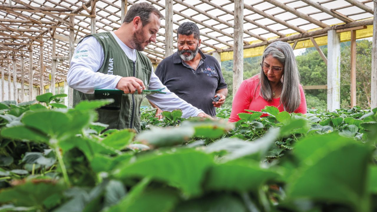 Ovinos que limpam erval e geram renda: como a ATeG reorganizou uma propriedade no Paraná
