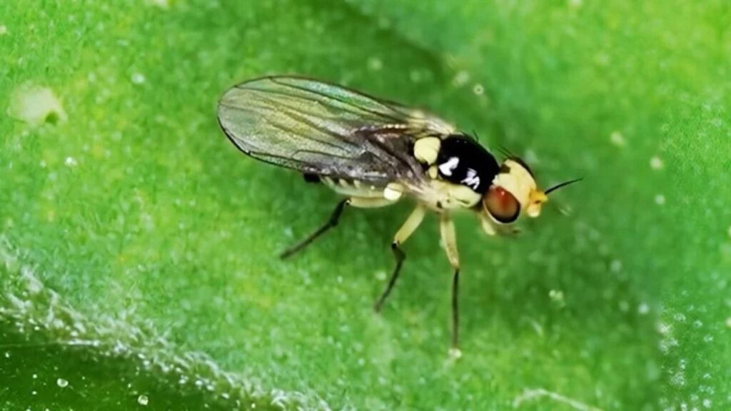 Larva-minadora: o inseto que corrói a folha da soja e eleva o risco de desfolha precoce