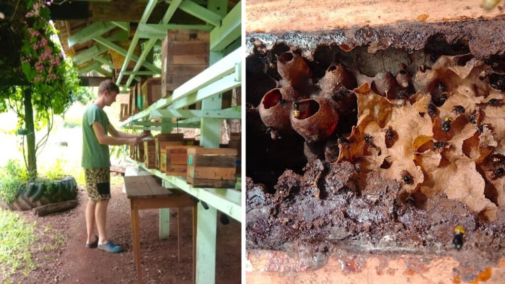 Abelhas sem ferrão: projeto escolar ensina produção de mel e fortalece economia rural