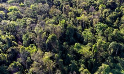 Lei Florestal do Paraná: Estado propõe modernização após 30 anos de vigência