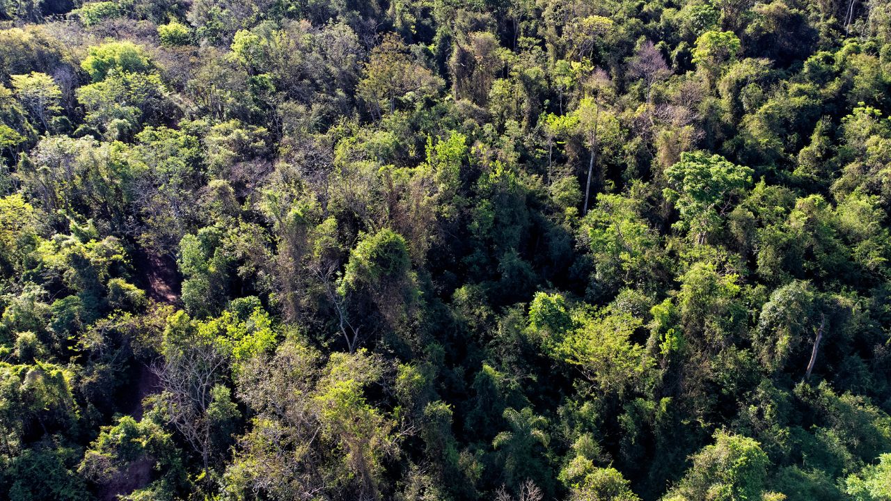 Lei Florestal do Paraná: Estado propõe modernização após 30 anos de vigência