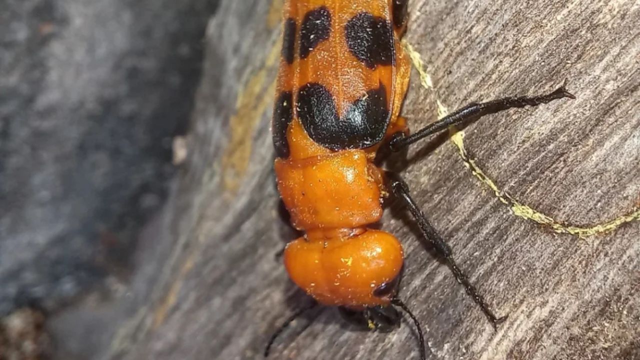 Besouro arrebenta-boi aparece nos pastos e acende alerta sobre intoxicação animal