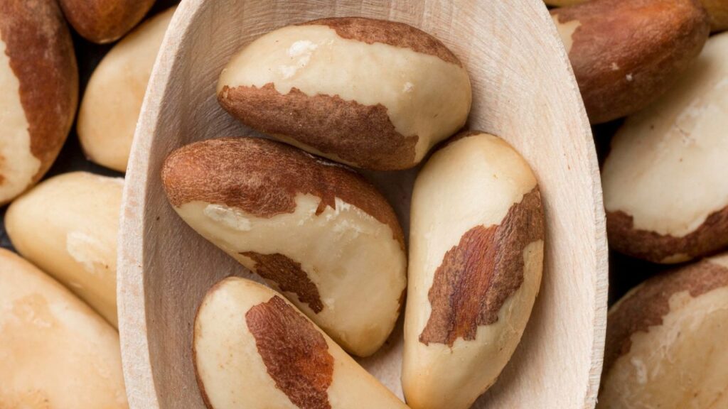 Castanha-do-Brasil amplia exportações e entra no mercado da Turquia