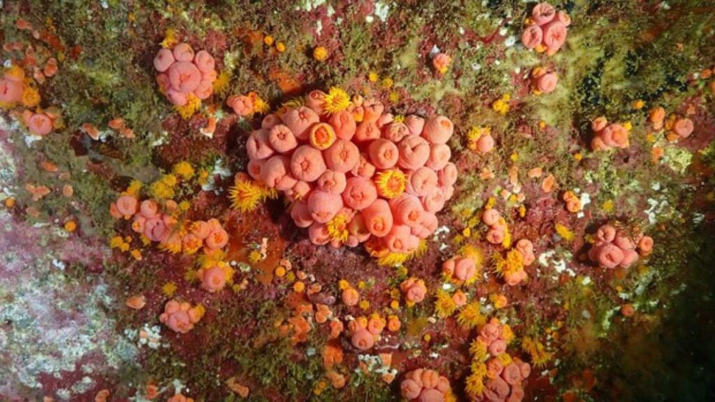 Controle do coral-sol ganha tecnologia brasileira após exigência ambiental do Ibama