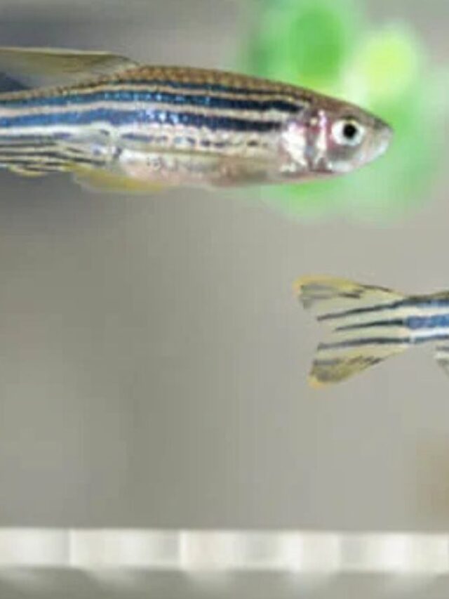 cropped-zebrafish.jpg