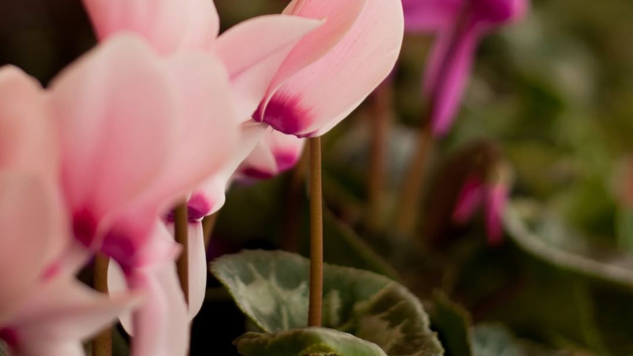Fungo que arrasou estufas de Holambra tem genoma decifrado pela Embrapa