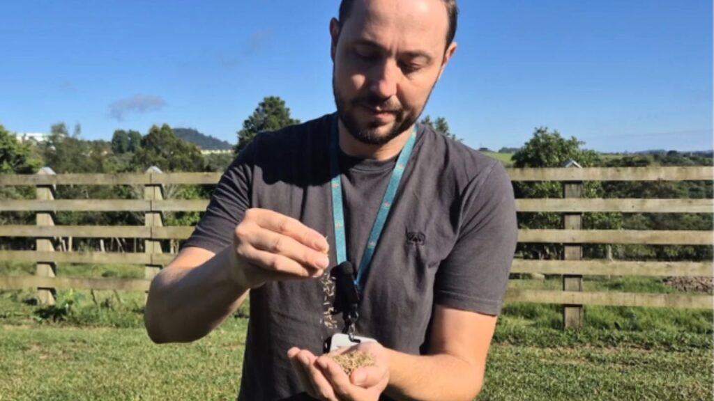 Azevém Altovale: Epagri libera 600 toneladas de semente que pode transformar o pasto de inverno em Santa Catarina