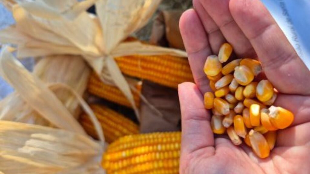 Epagri lança milho que supera 9.900 kg/ha e dispensa fungicida na lavoura