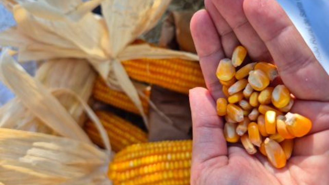 Epagri lança milho que supera 9.900 kg/ha e dispensa fungicida na lavoura