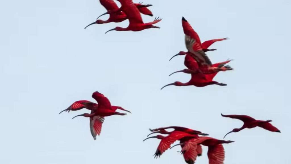 80 anos de ausência, 4 mil indivíduos de volta: o guará reconquista a Baía de Guaratuba
