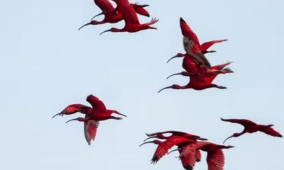 80 anos de ausência, 4 mil indivíduos de volta: o guará reconquista a Baía de Guaratuba
