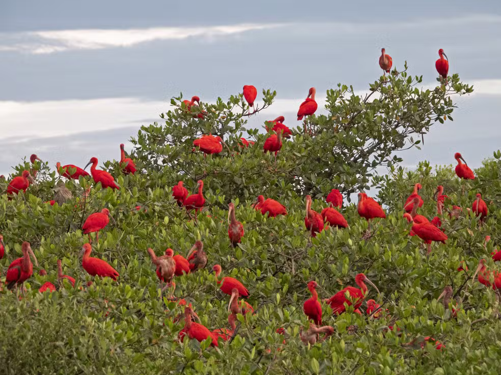 80 anos de ausência, 4 mil indivíduos de volta: o guará reconquista a Baía de Guaratuba
