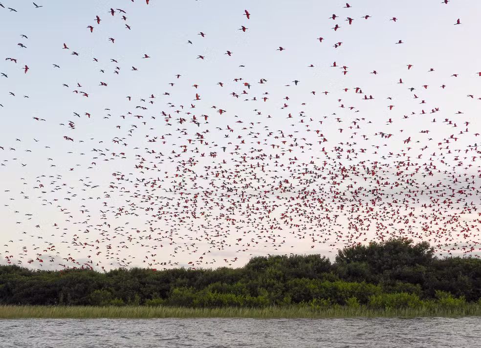 80 anos de ausência, 4 mil indivíduos de volta: o guará reconquista a Baía de Guaratuba