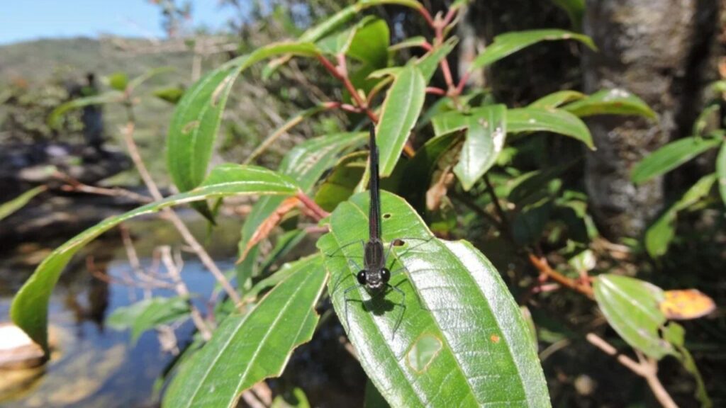 Nova espécie de libélula é confirmada em Minas após análise morfológica e genética