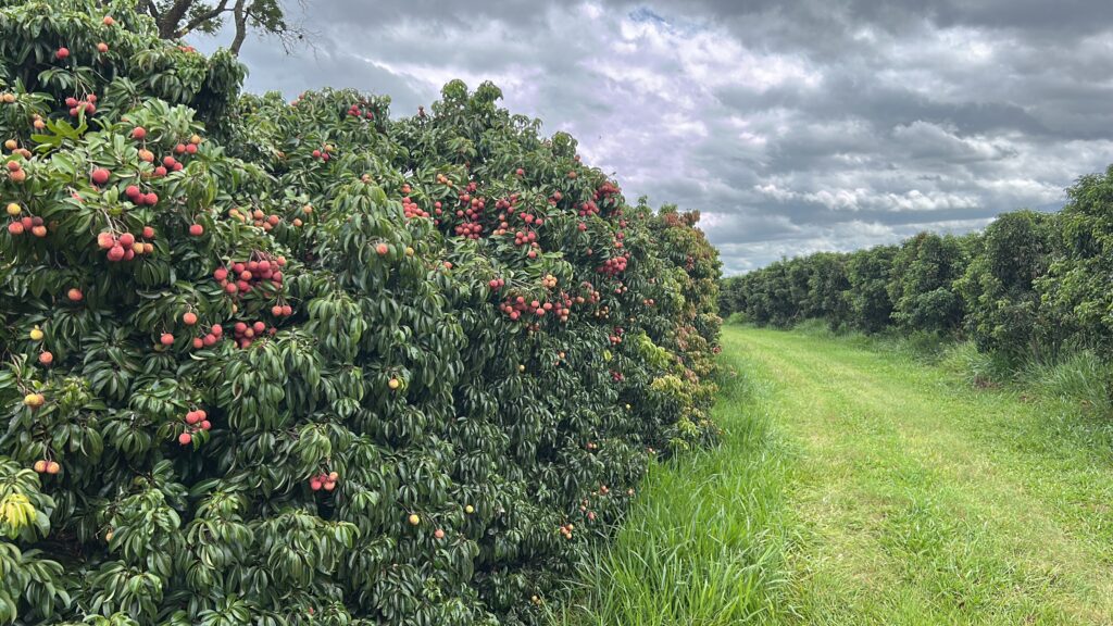 Lichia: métodos de conservação e variedades tardias abrem novos mercados