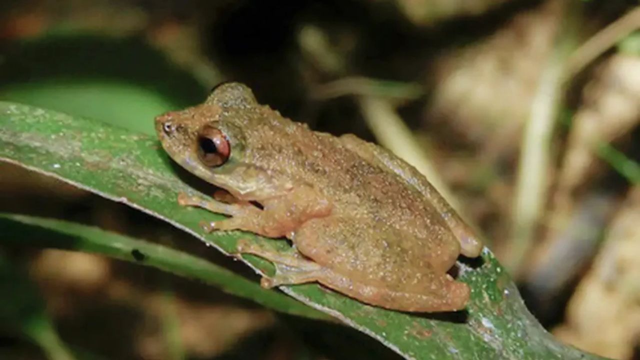 Perereca rara do Cerrado é descoberta em Minas Gerais e acende alerta ambiental na bacia do Paracatu