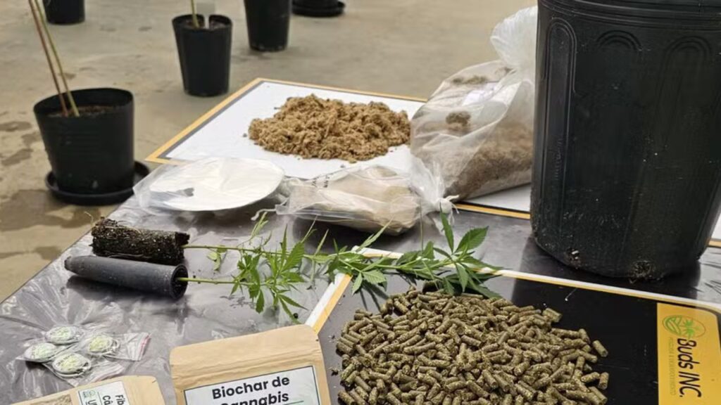 Papel reciclado mais resistente? Cânhamo surge como solução técnica e econômica para a indústria