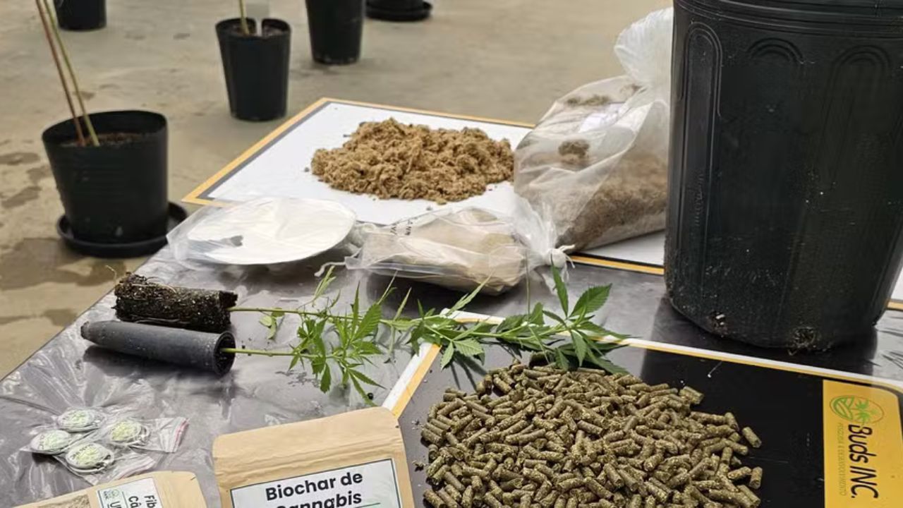 Papel reciclado mais resistente? Cânhamo surge como solução técnica e econômica para a indústria