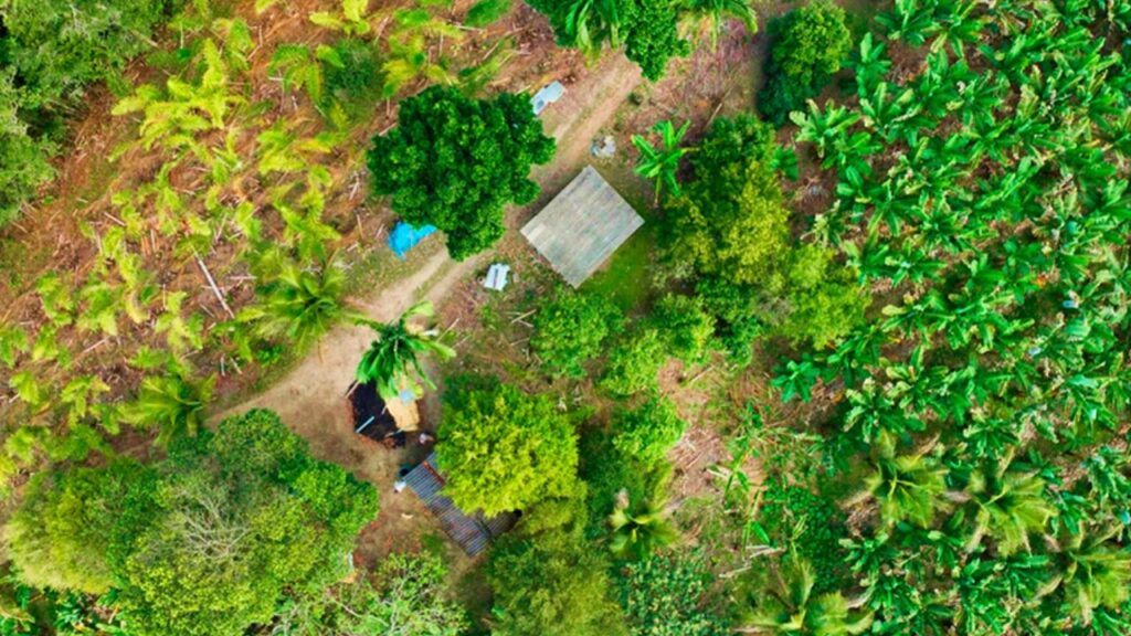 Agricultura digital mapeia banana e pupunha e reforça decisões estratégicas no Vale do Ribeira