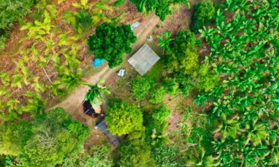 Agricultura digital mapeia banana e pupunha e reforça decisões estratégicas no Vale do Ribeira