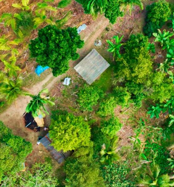 Agricultura digital mapeia banana e pupunha e reforça decisões estratégicas no Vale do Ribeira