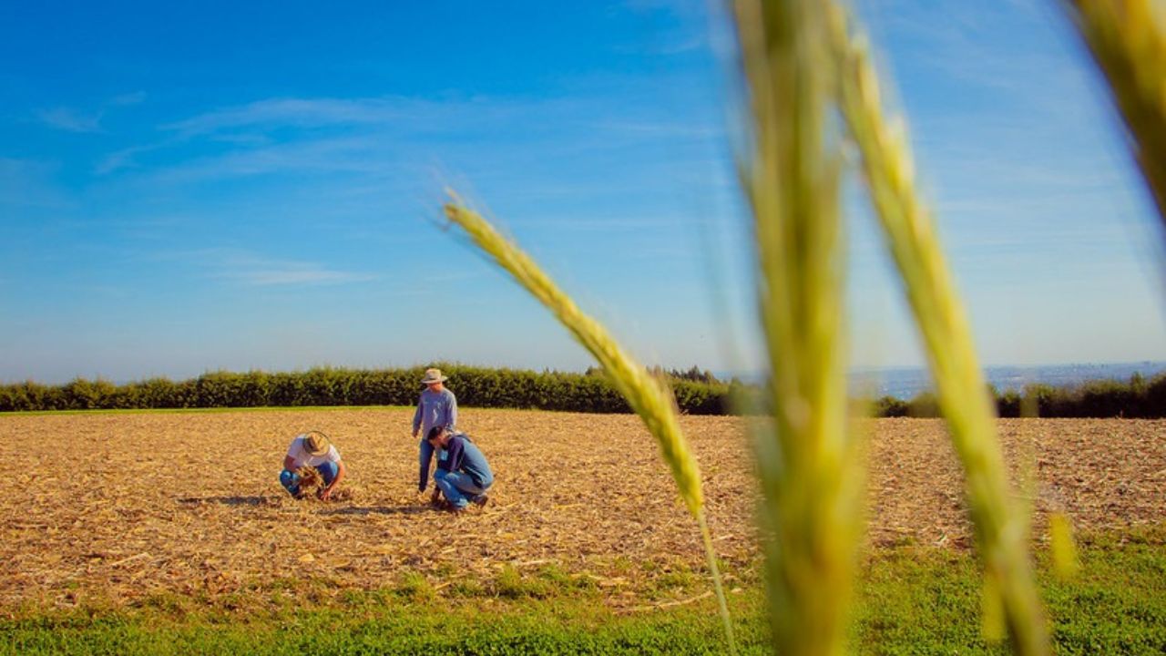 Fundação Araucária leva ao Show Rural tecnologias que impactam produtividade e sustentabilidade no campo