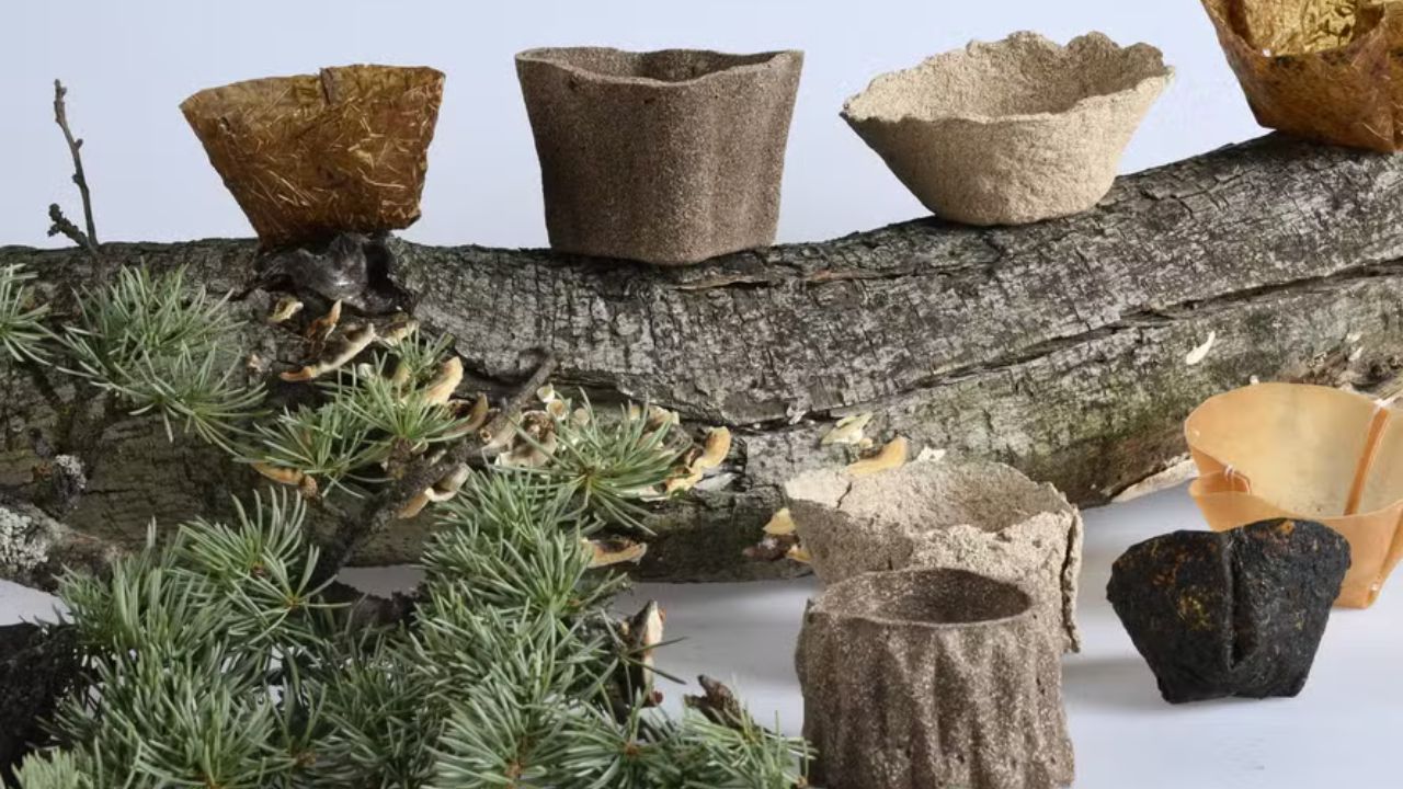 Vasos biodegradáveis eliminam plástico com matéria-prima que sairia do lixo