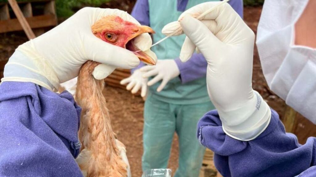 Influenza Aviária: Adapar intensifica vigilância em 482 propriedades para proteger produção e exportações