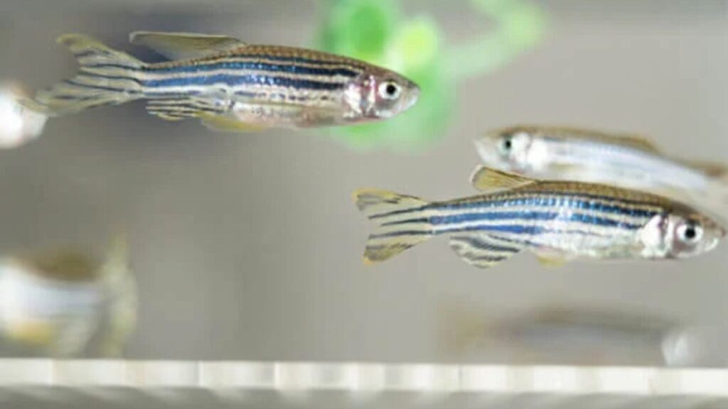 Biotério de zebrafish em Botucatu amplia capacidade científica da Unesp e abre nova fase nos testes toxicológicos