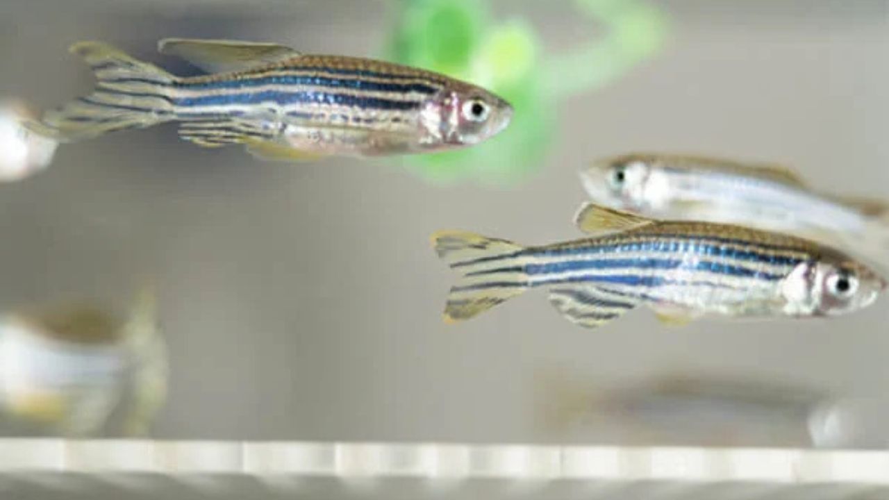 Biotério de zebrafish em Botucatu amplia capacidade científica da Unesp e abre nova fase nos testes toxicológicos